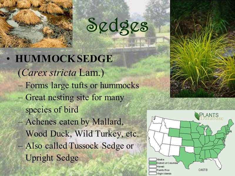 Sedges HUMMOCK SEDGE   (Carex stricta Lam.) Forms large tufts or hummocks Great